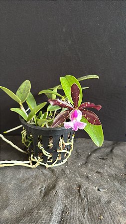 Cattleya Aclandiae Nigrescens - Florida