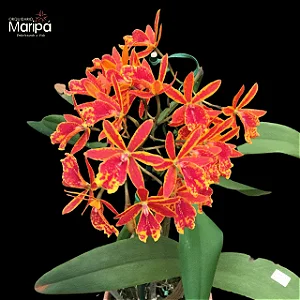 Epc. Volcanos Trick Fireball 2 - 2 Hastes Florais