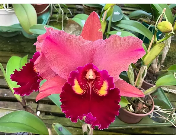 Blc. Mirian Suzuki 'Pink Pearl' - Espata FLoral