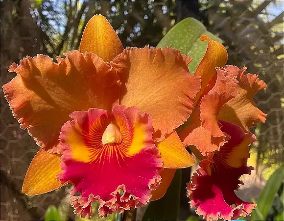 Blc. Mirian Suzuki 'Orange Crush' - 3 Espatas Florais (Botao)