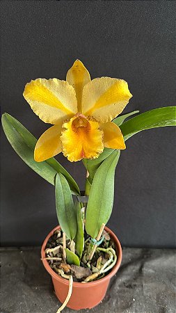 Blc. Gisele 'Bundchen' 2 - Florida (Otima Flor)