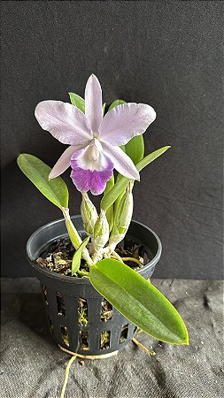 Lc. Mini Purple Coerulea 'Suzuki' 4 - Florida