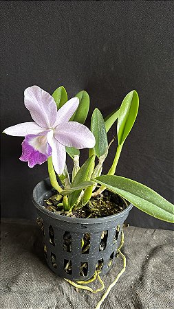 Lc. Mini Purple Coerulea 'Suzuki' 5 - Florida