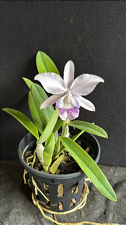 Lc. Mini Purple Coerulea 'Suzuki' 6 - Florida