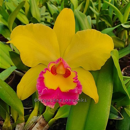 Blc. Rodrigo Suzuki 'Yellow' - 2 Frentes com Botoes
