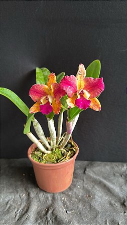 Pot. (Haw Yuan Glory x Golden Acclain 10 - 2 Flores