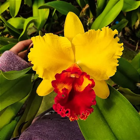 Slc. Coral Gem 'Stephanie' - Espata Floral + Vaso Cheio