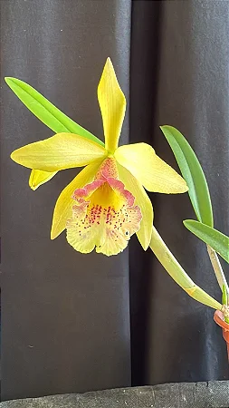 Bc. (Nodosa x Chunyeah 17) 1 - Espata Floral (Sementeira)