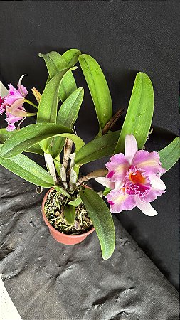 Blc. (Macki Flare x Hall of Fame) - 3 Frentes Floridas