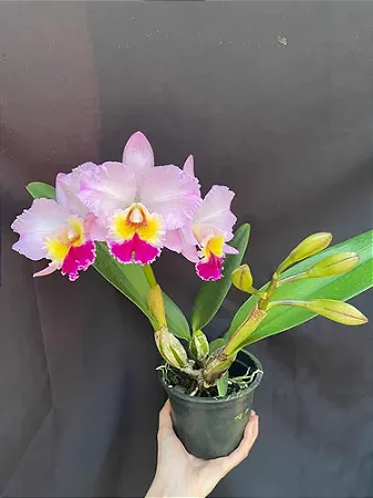 Pot. William Farrel 'Pastel Parade' - 2 Espatas Florais