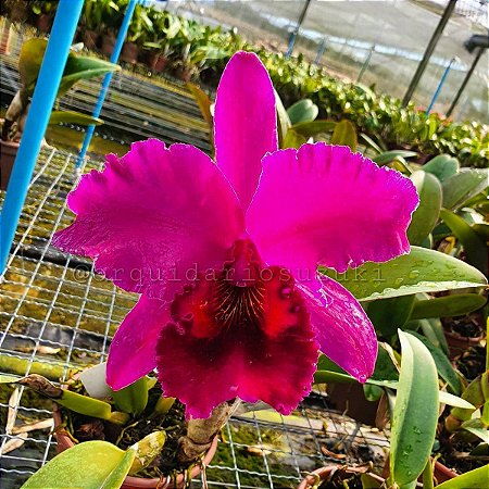 Blc. (Suzuki's Triumph x Tubtin Sayan 'Kultana') - Espata com Botoes (Super Vermelho)