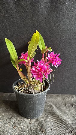 Dendrobium Hibiki - Super Florida