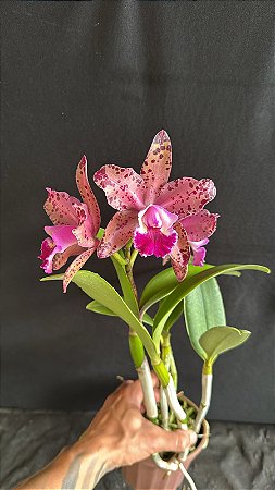 Blc. Durigan Big Spot's - 3 Flores