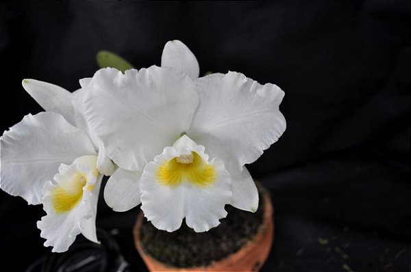 Blc. Turandot Guaxupe Alba - 3 Espatas Florais
