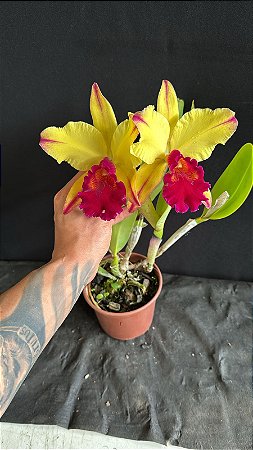 Blc. Dora Louise Capen 'Lea' 1 - 2 Flores