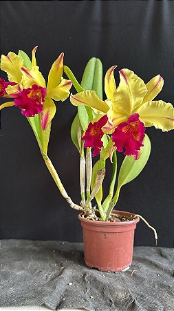 Blc. Dora Louise Capen 'Lea' 2 - 2 Frentes com Flores