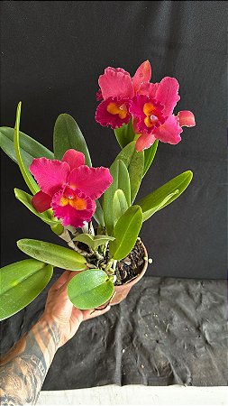 Blc. (Tiago Suzuki 'Sunlight' x Lisa Ann) - 2 Frentes Floridas