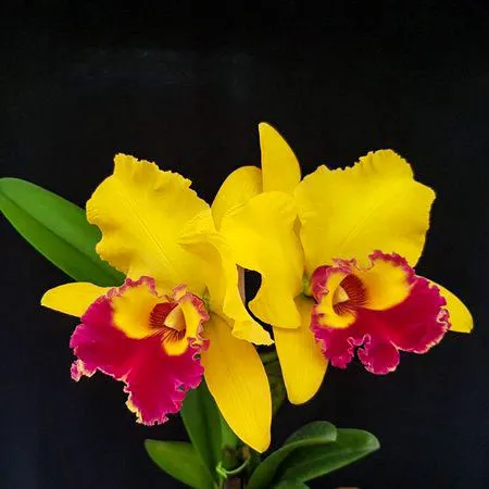 Blc. Chunyeah #17 3 - 2 Espatas Florais + 2 Brotacoes (Botao)