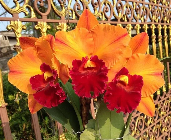 Blc. Yingluck Smile - 2 Espatas Florais