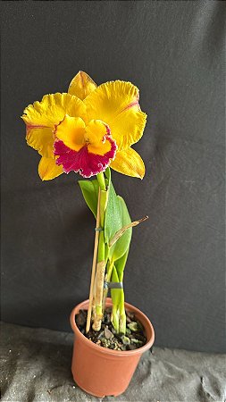 Blc. Saeng U-SA - Florida