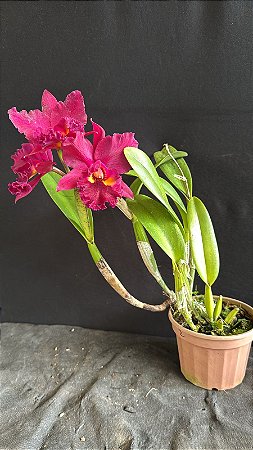 Blc. Suzuki's Colossus 'Red' 2 - 3 Flores