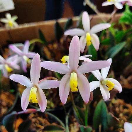 Laelia Fournieri - Adulta