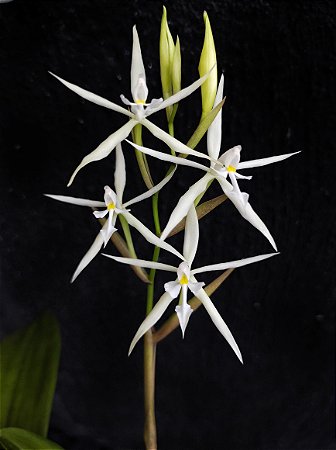Epidendrum Viviparum - Adulto