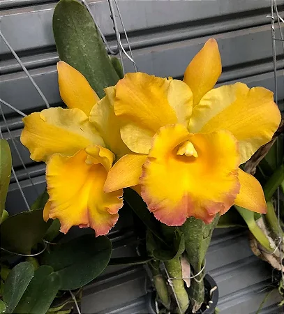 Blc. Moon Star 2 - Espata Floral