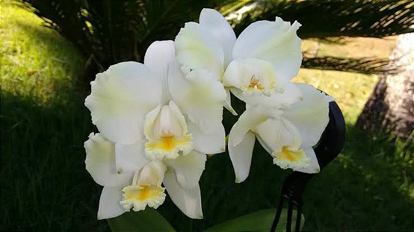 Cattleya Harrisoniana Alba Trilabelo X self - tamanho 3