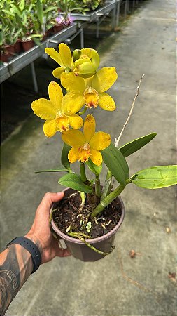 Blc. Suzuki's Purpurine 'Spot's' 1 - Florida (antiga - olhar foto)