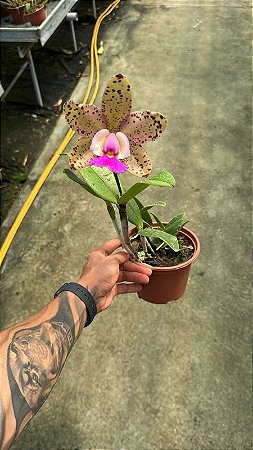 Cattleya (Cruzeiro do Sul x Pao de Acucar) - Florida