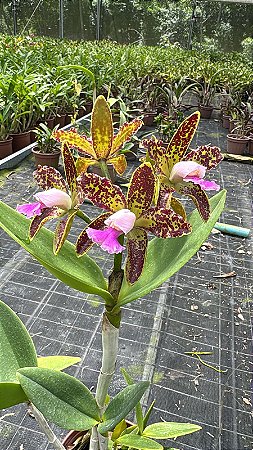 Cattleya Guttata Tipo 'Super Pintada' - Cacho de Flores