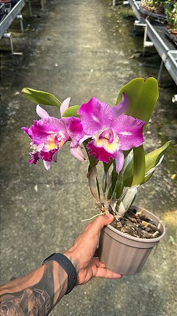 Blc. (William Farrel x Mini Song Petite) - 3 Flores Flameadas