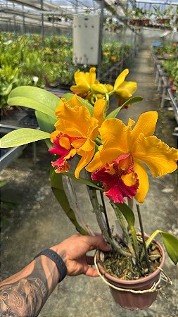 Blc. Chunyeah 17 1 - 2 Frentes Floridas