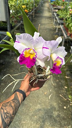 Blc. (Siam Old White x Siam Pink) CT 1 - 2 Frentes com Flores (Matriz)