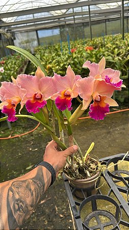 Blc. (Macki Flare x Hall of Fame)CT4 - 2 Frentes Com Flores (Otima Cor)