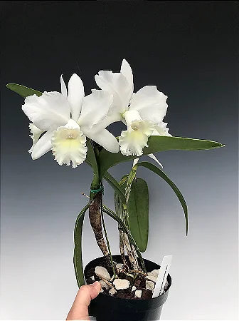 Cattleya Hawaiian Wedding Song 'Virgin' 2 -Vaso Cheio