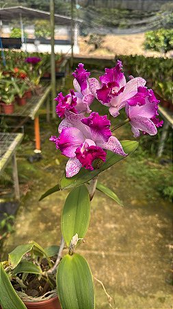 Cattleya Interglossa Flamea - Florida