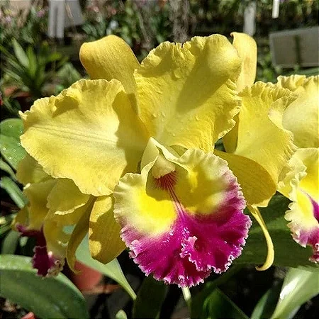 Blc. Candelario Garcia 'Amarela' - Espata com Botoes