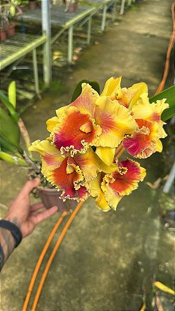 Blc. Amazing Thailand 'Gold Star' 1 - Florida + Espata Floral