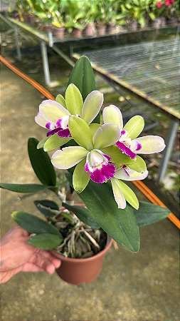 Blc. Yen Corona 'Green Genius' 1 - Cacho de Flores