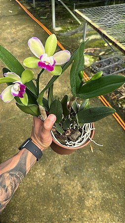 Blc. Yen Corona 'Green Genius' 2 - 2 Frentes com Botoes