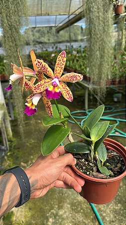 Lc. Tropical Pointer Cheetah 1 - Botoes