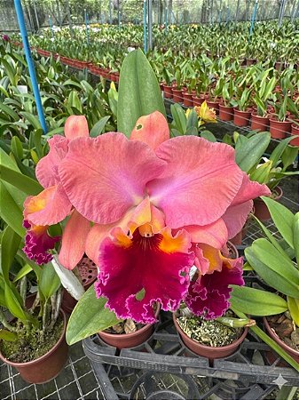 Blc. Candelario Garcia 'Original' 2 - 2 Flores (Gigante)