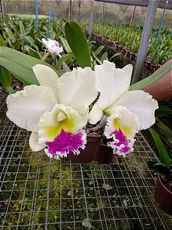 Bc. Pastoral Aniel Carnier - 2 Espatas com Botoes