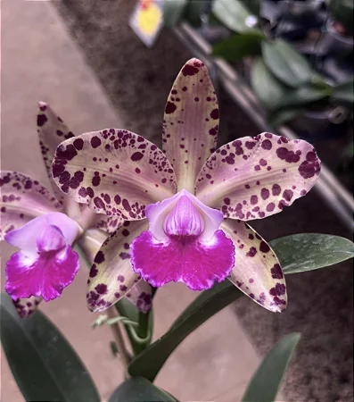 Blc. Durigan Big Spot's 2 - 2 Botoes