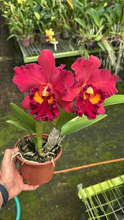 Blc. Mirian Suzuki 'Red' 1 - 2 Flores (Gigante - Otima Forma)