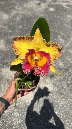 Blc. Chomthong Fancy - Florida Gigante