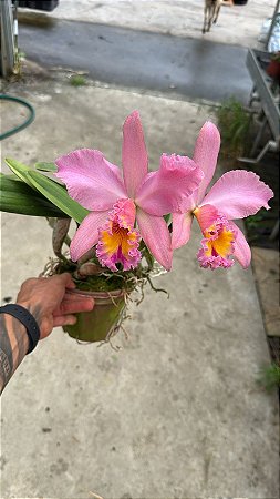 Blc. George King 'Serendipity' 1 - Florida + Vaso Cheio (Olhar Vegetal)