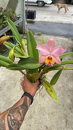 2 em 1 Blc. George King 'Serendipity' 2 + Hibrido com Botao - Florida + Vaso Cheio (Olhar Vegetal)